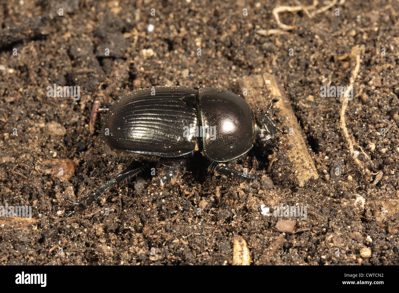 Dung or dor beetle or lousy watchman (Geotrupes stercoreus) on soil Stock Photo