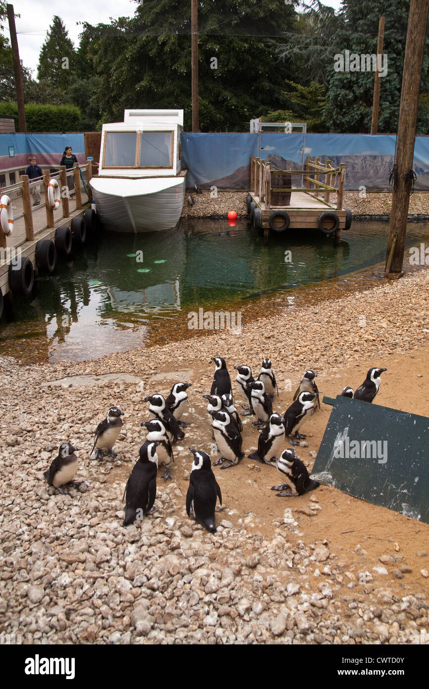 Penguin beach, Birdworld, Farnham Surrey, England, United Kingdom Stock