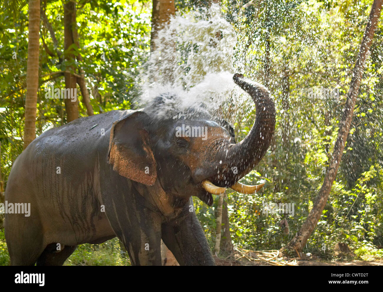 African Elephant Spraying Water