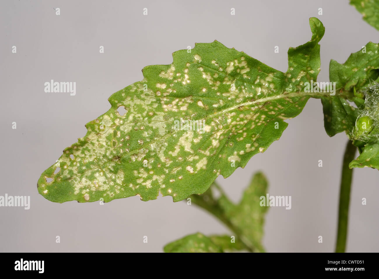 thrips damage on tomato leaves