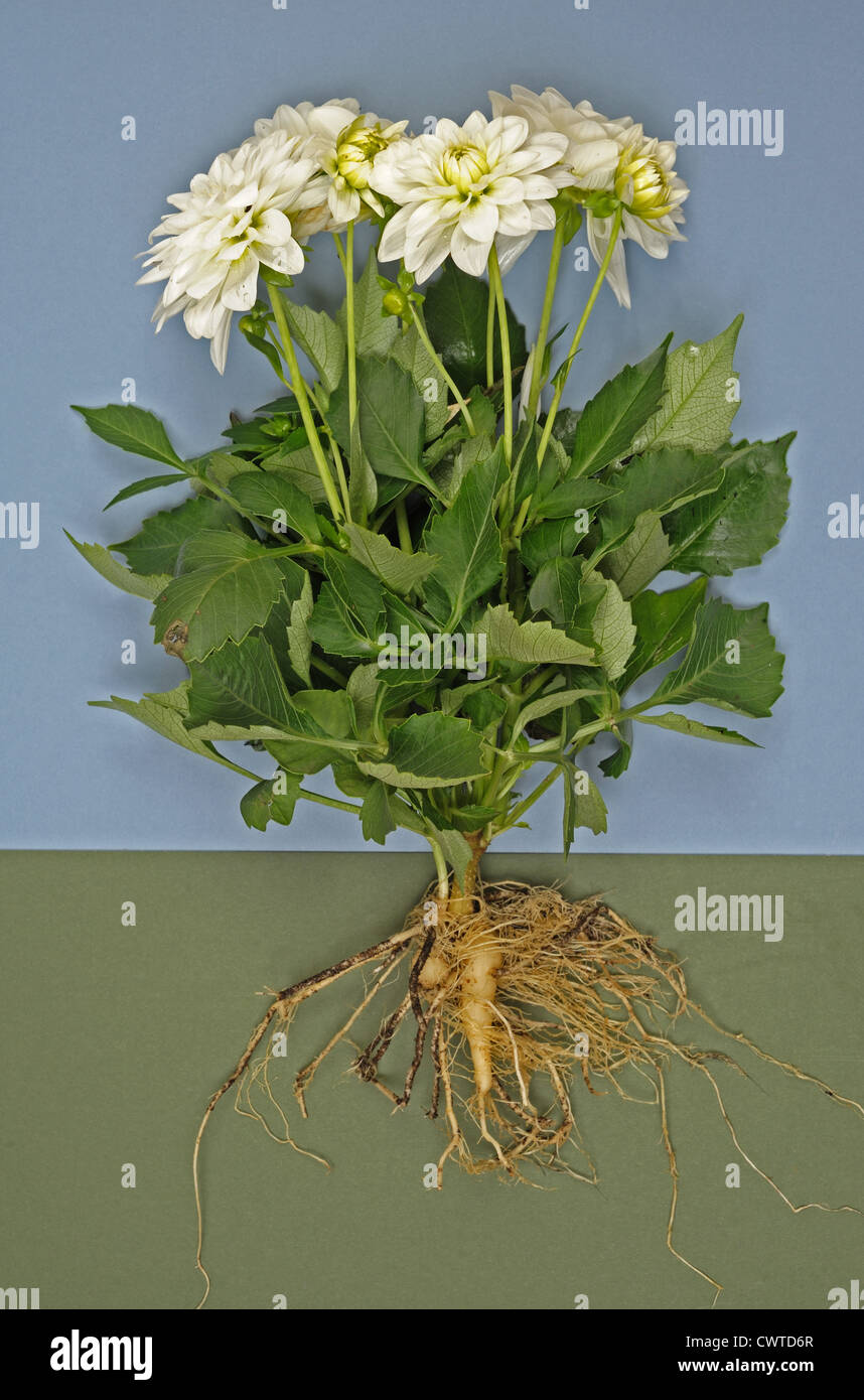 Dahlia plant with white flowers, leaves and roots exposed to show plant structure Stock Photo