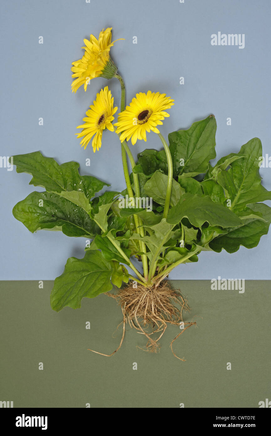 Gerbera plant with yellow flowers, leaves and roots exposed to show plant structure Stock Photo