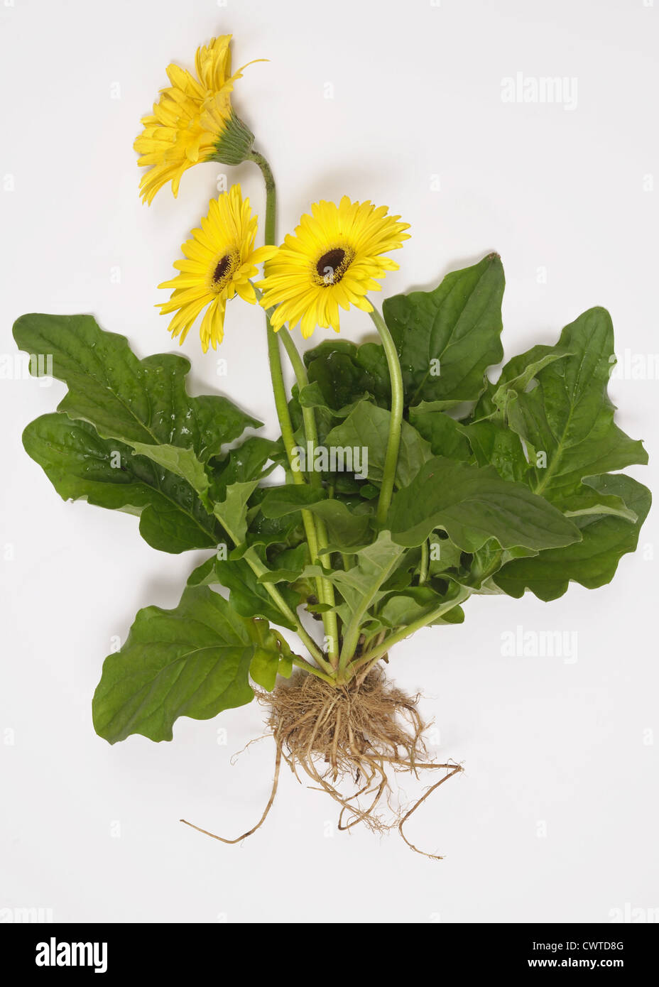 Gerbera plant with yellow flowers, leaves and roots exposed to show plant structure Stock Photo