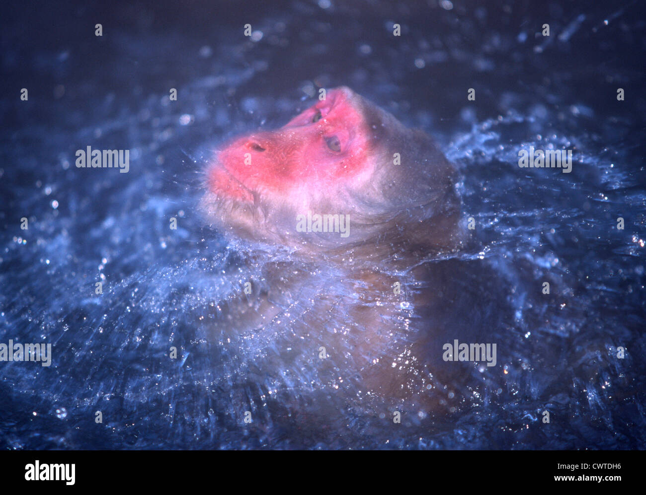 MACAQUE SURFACES AND SHAKES WATER FROM HEAD IN THE HOT SPRING POOL.ALPS,JAPAN. Stock Photo