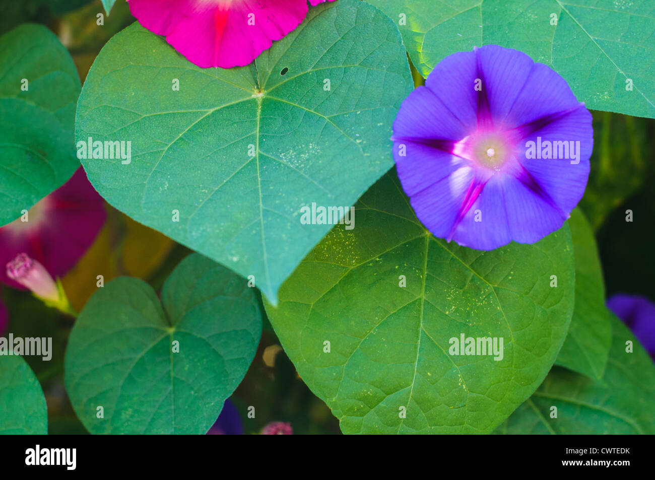 Wild Purple Bindweed High Resolution Stock Photography and Images - Alamy
