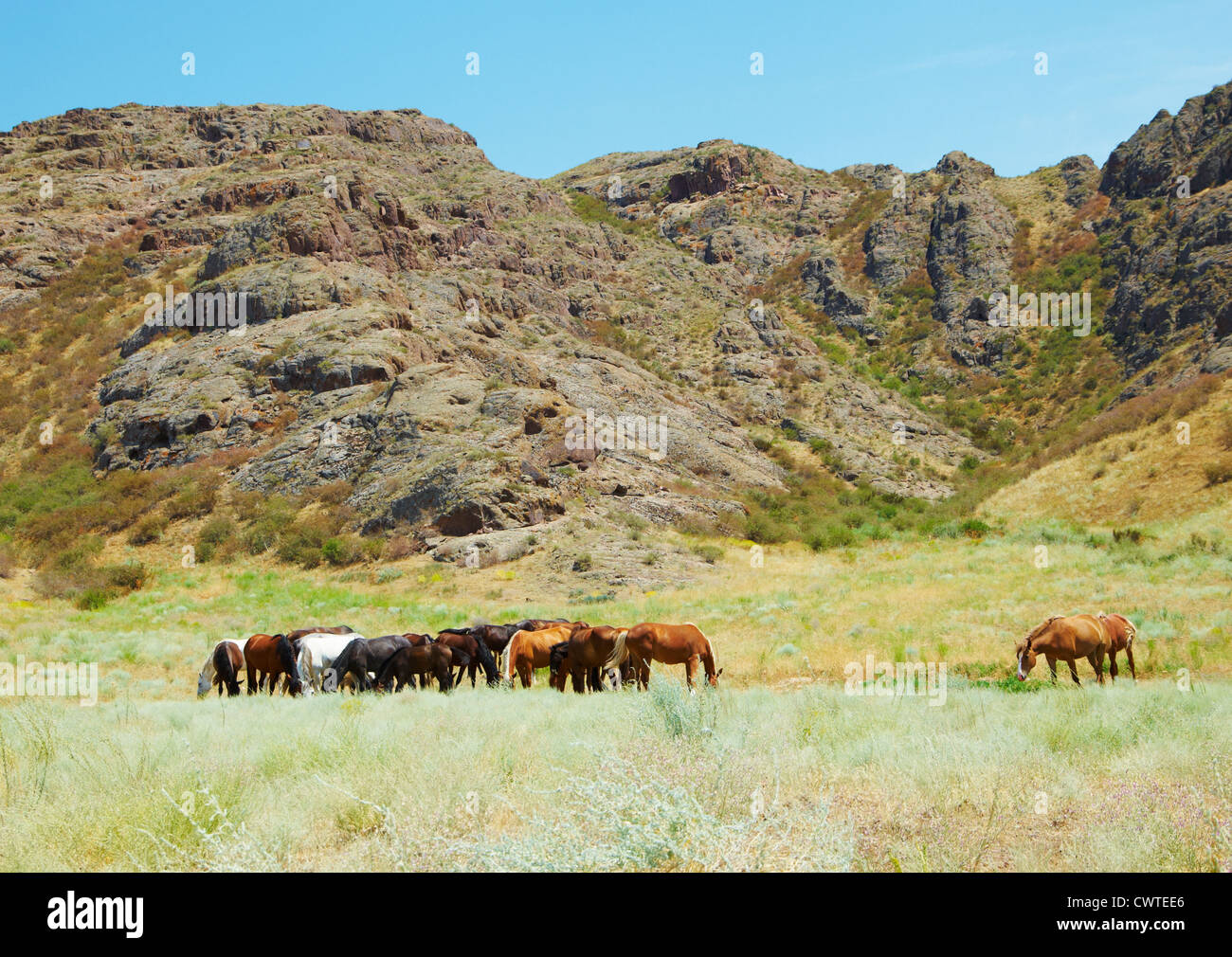 Herd of horses against mountains Stock Photo