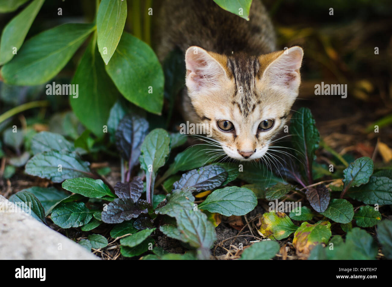 Little kitten playing in the garden close up Stock Photo - Alamy