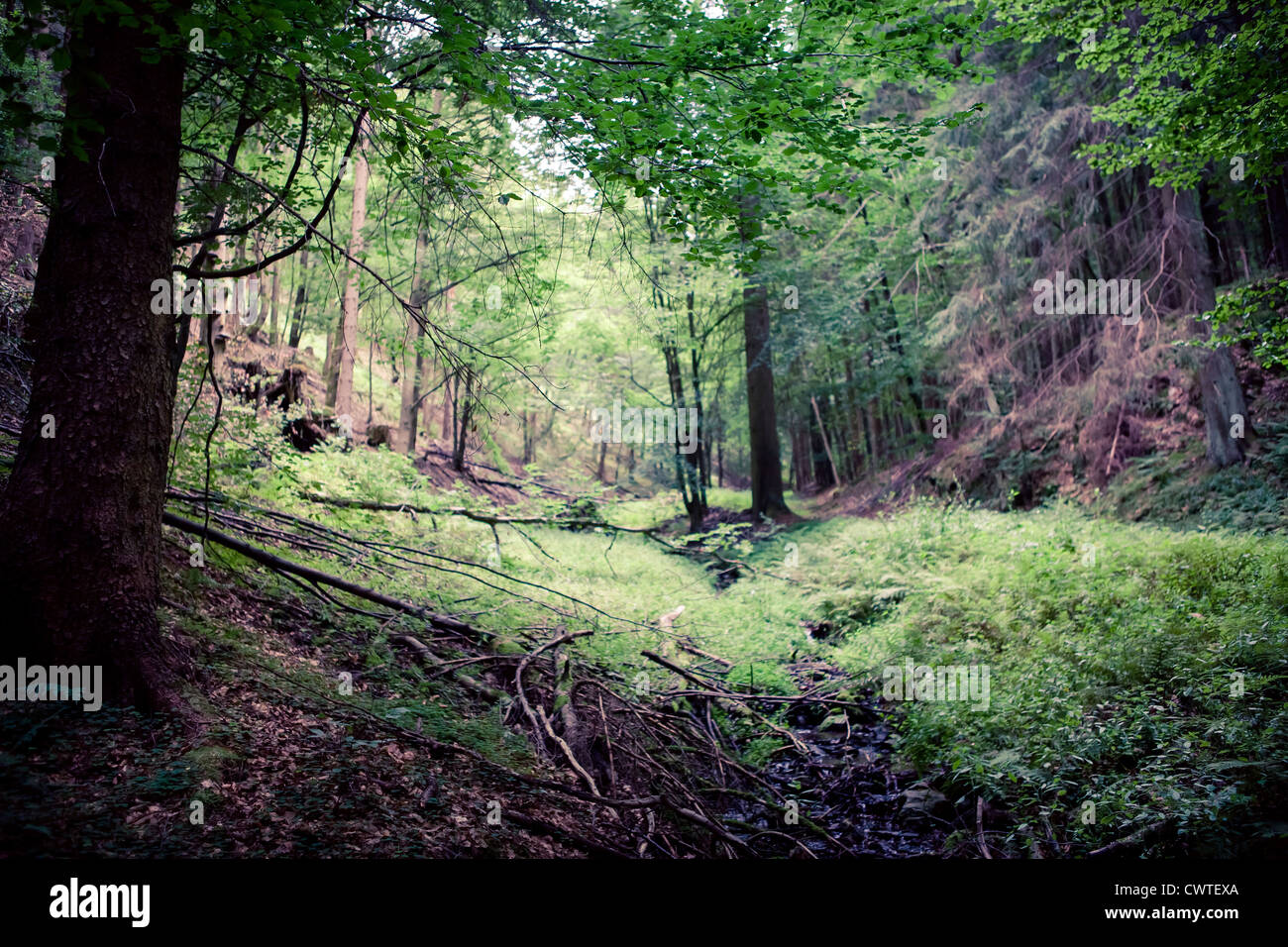 Evergreen forest near Masserberg, Schiefergebirge, Thuringia, Germany Stock Photo