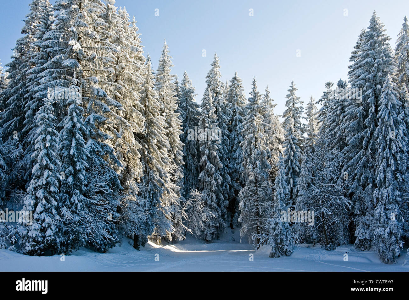 Trees in winter, Bregenzerwald, Vorarlberg, Austria Stock Photo