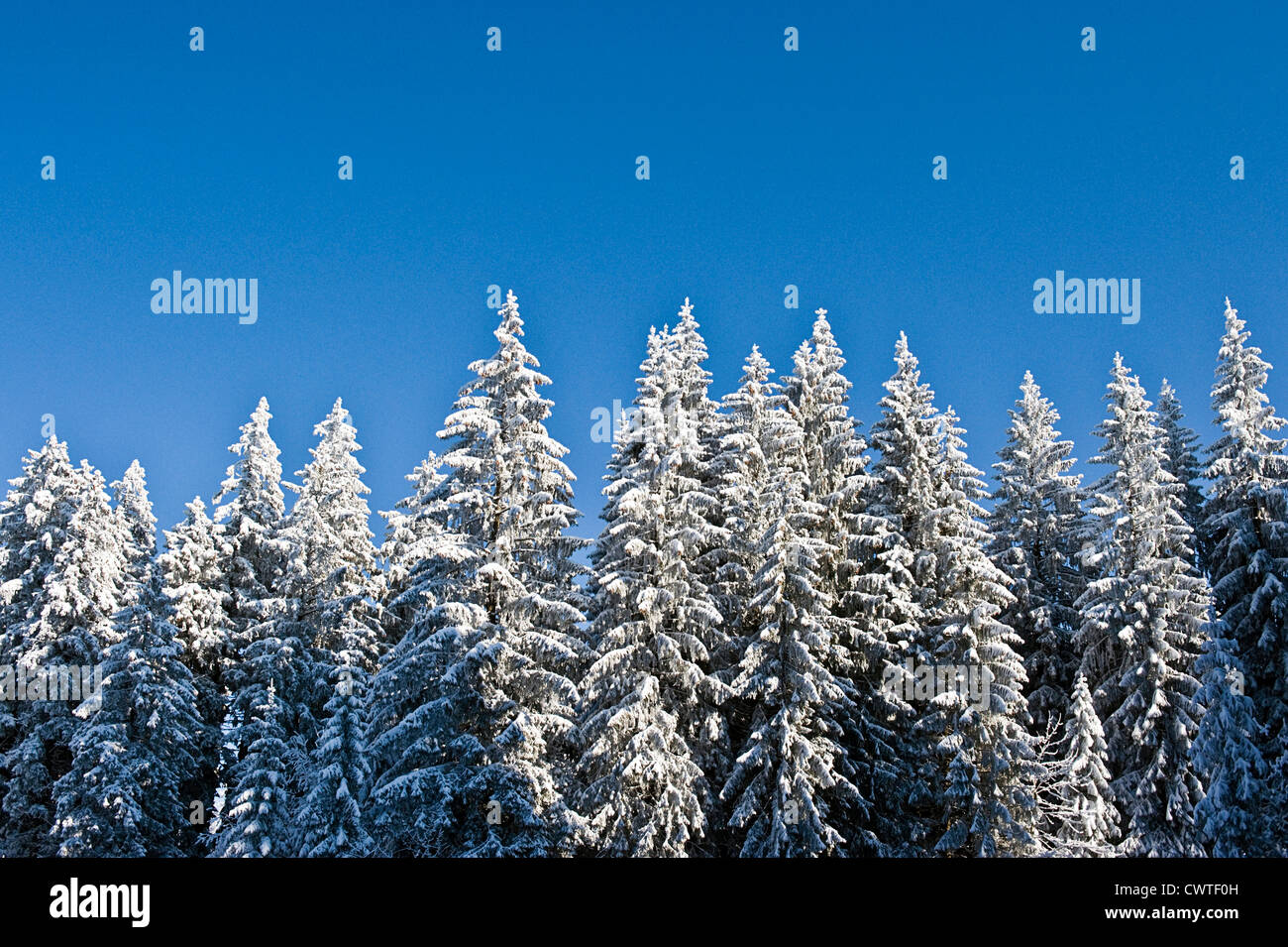 Trees in winter, Bregenzerwald, Vorarlberg, Austria Stock Photo