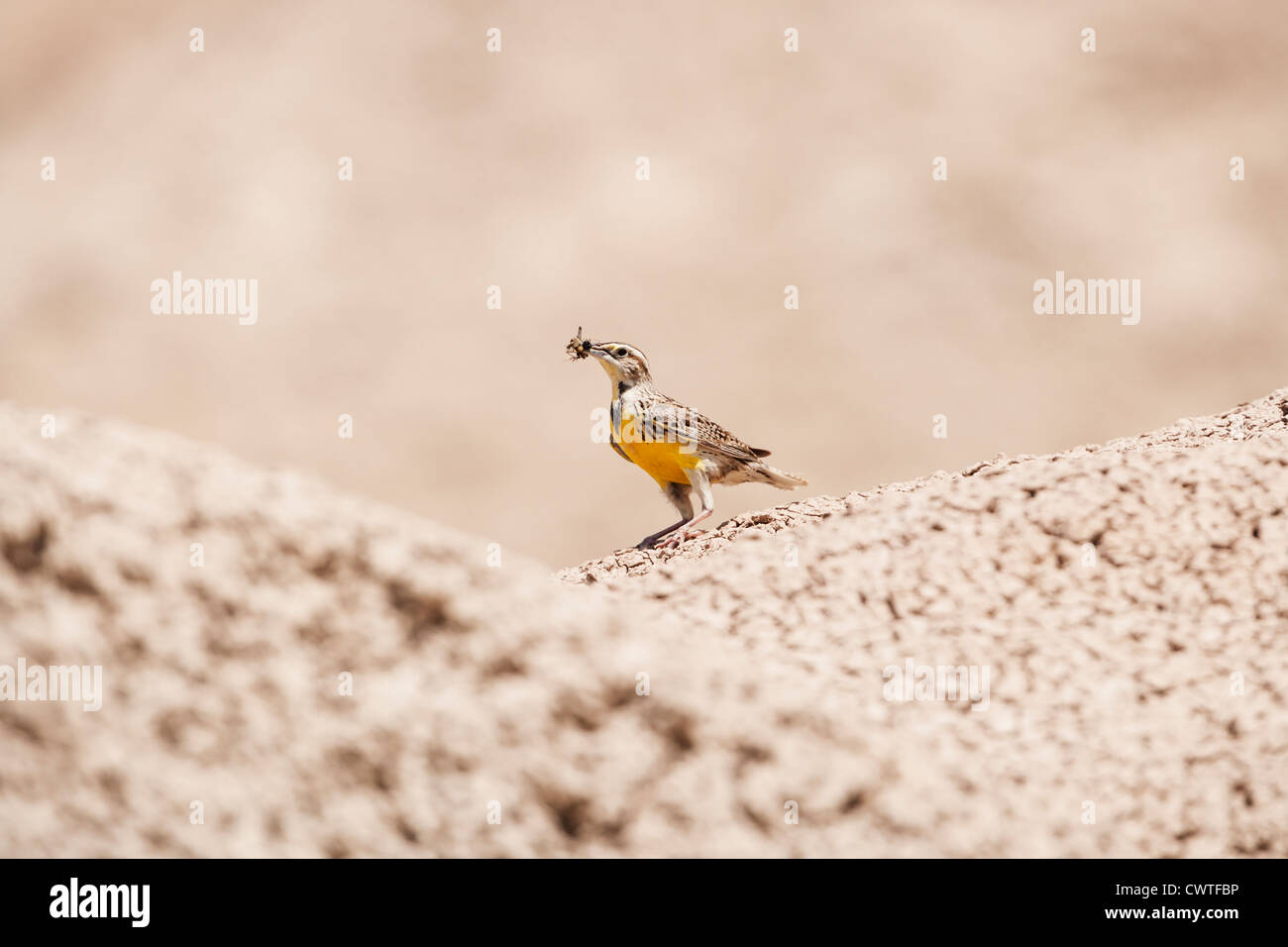 A Western Meadowlark holds an insect in its beak - South Dakota Badlands. Stock Photo