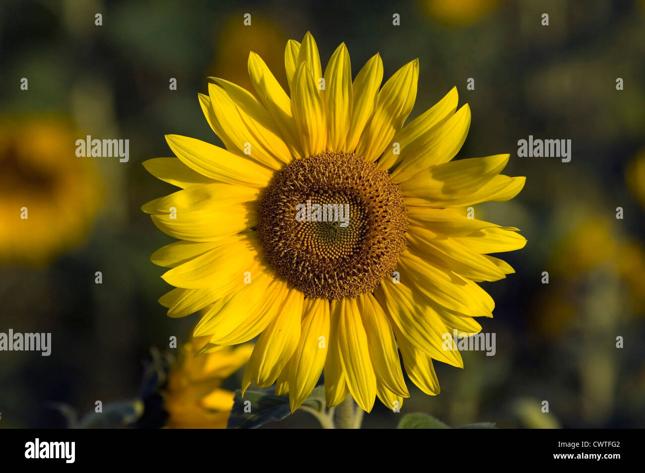 Sunflower in field Stock Photo - Alamy