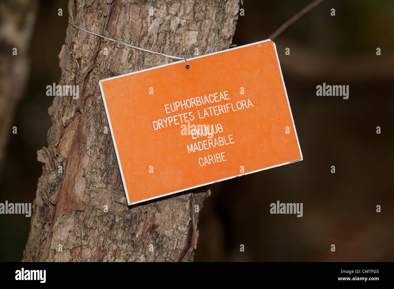 Labeled tree (Guiana Plum) at The Jardin Botanico near Puerto Morelos, Mexico Stock Photo