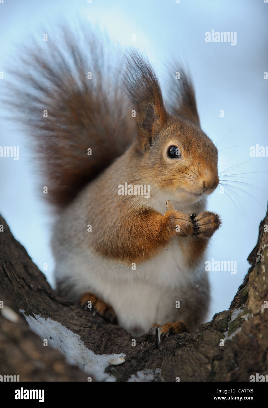 The squirrel on a tree, cold winter. Stock Photo