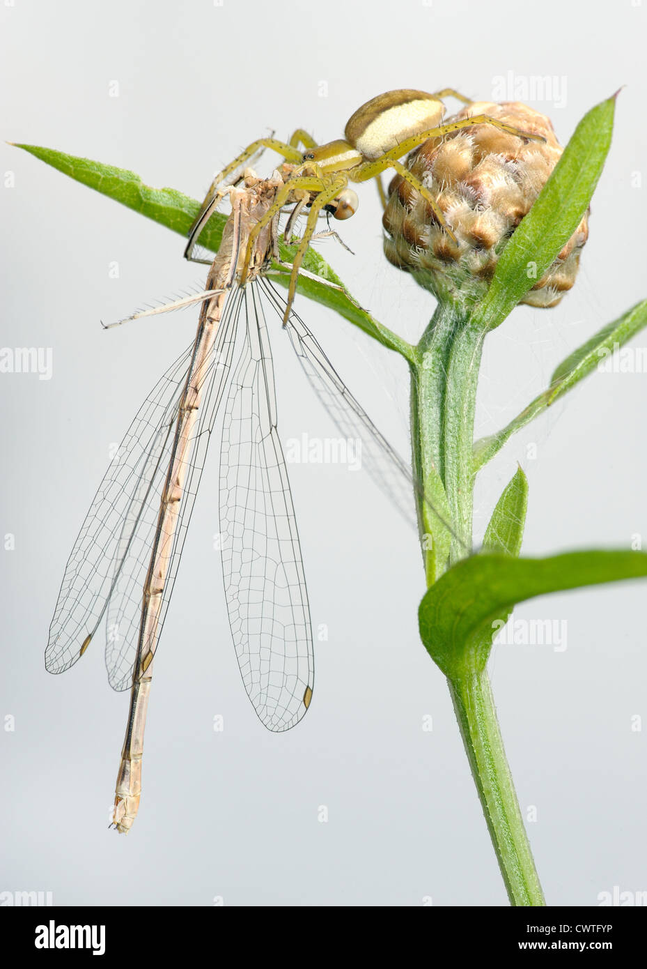 Spider Dolomedes fimbriatus and dragonfly Lestes dryas Stock Photo
