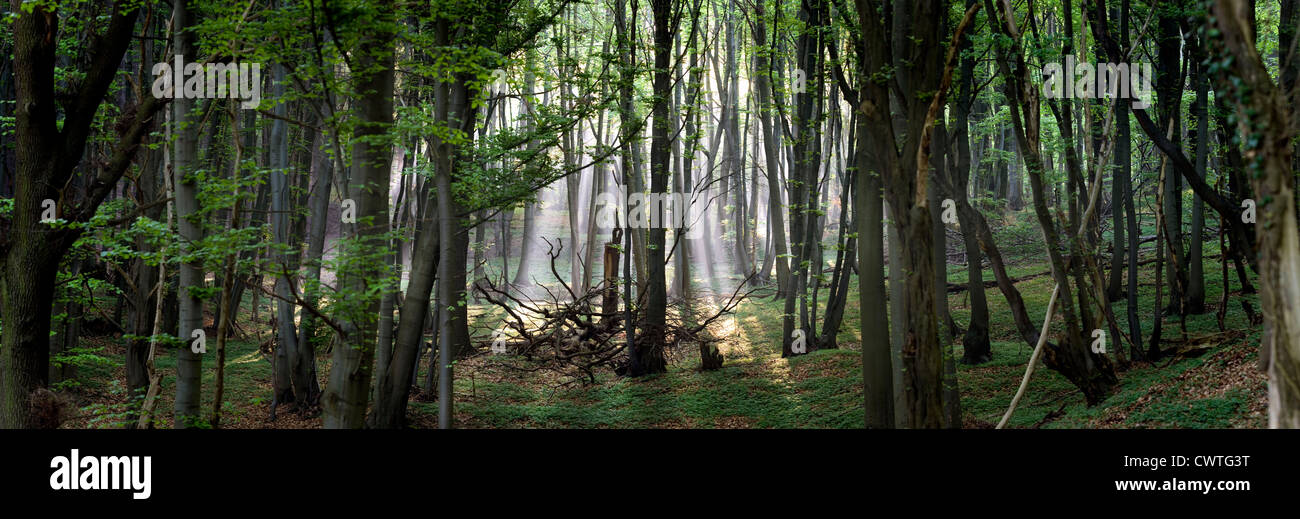 Ray of light falling into forest Stock Photo
