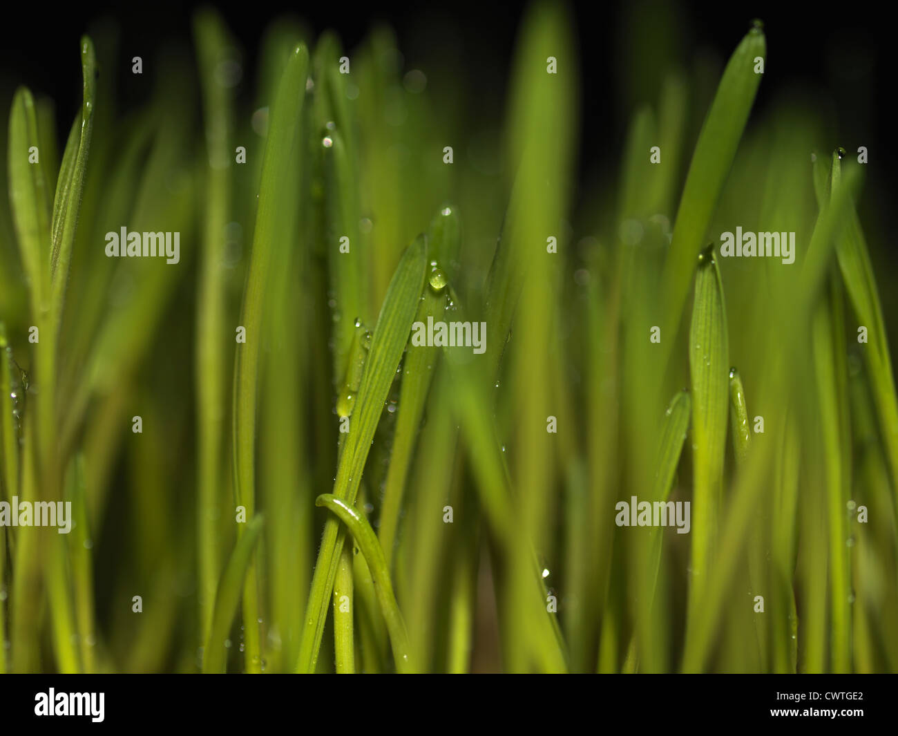 close up grass Stock Photo - Alamy