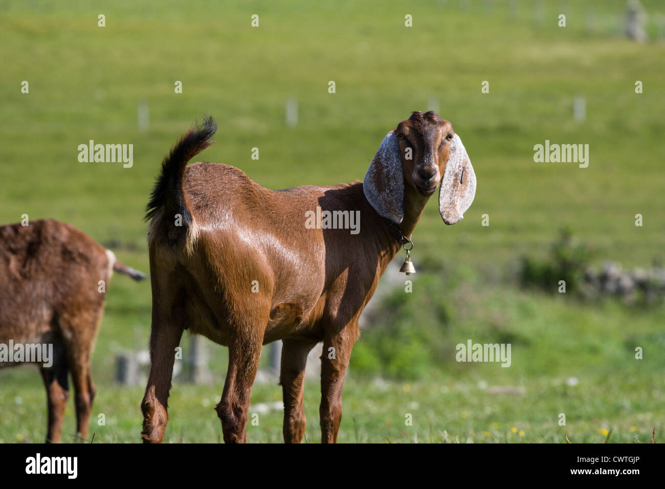 Anglo-Nubian goat on Fair Isle, Shetland Stock Photo