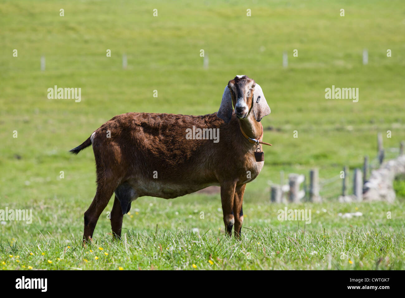 Anglo-Nubian goat on Fair Isle, Shetland Stock Photo