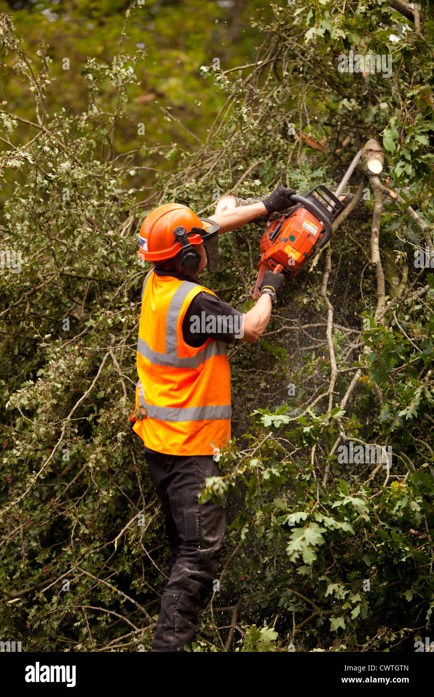A forestry worker pruning young oak trees Stock Photo