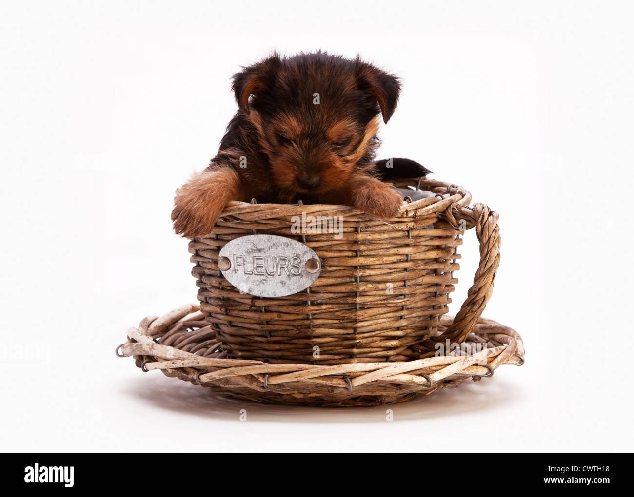 A yorkshire terrier puppy in a wickerwork cup or basket Stock Photo
