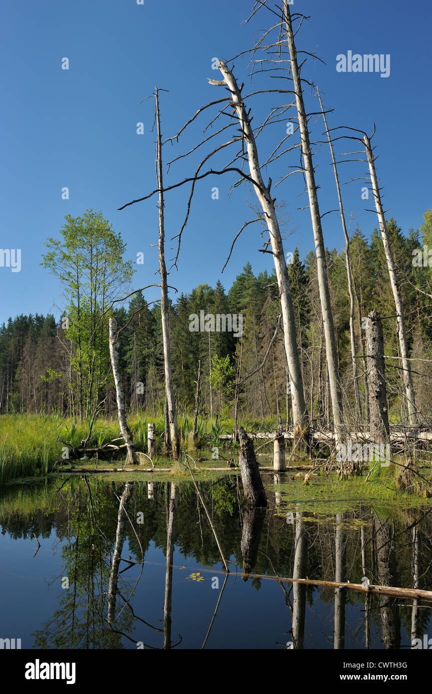Landscape with lake and trees, the blue sky Stock Photo - Alamy