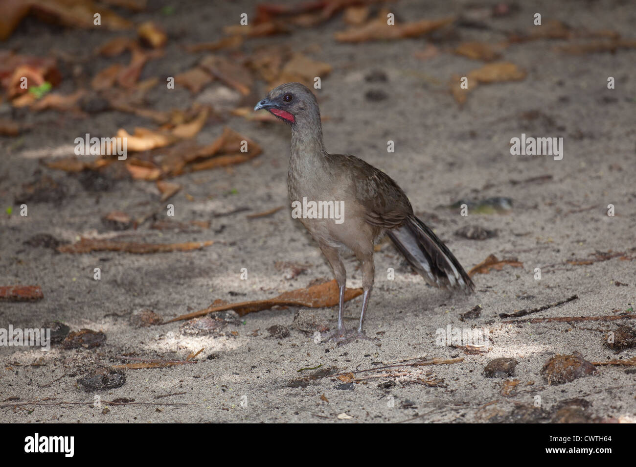 Plain chachalaca - Ortalis vetula at Ruinas del Rey, Cancun, Mexico Stock Photo