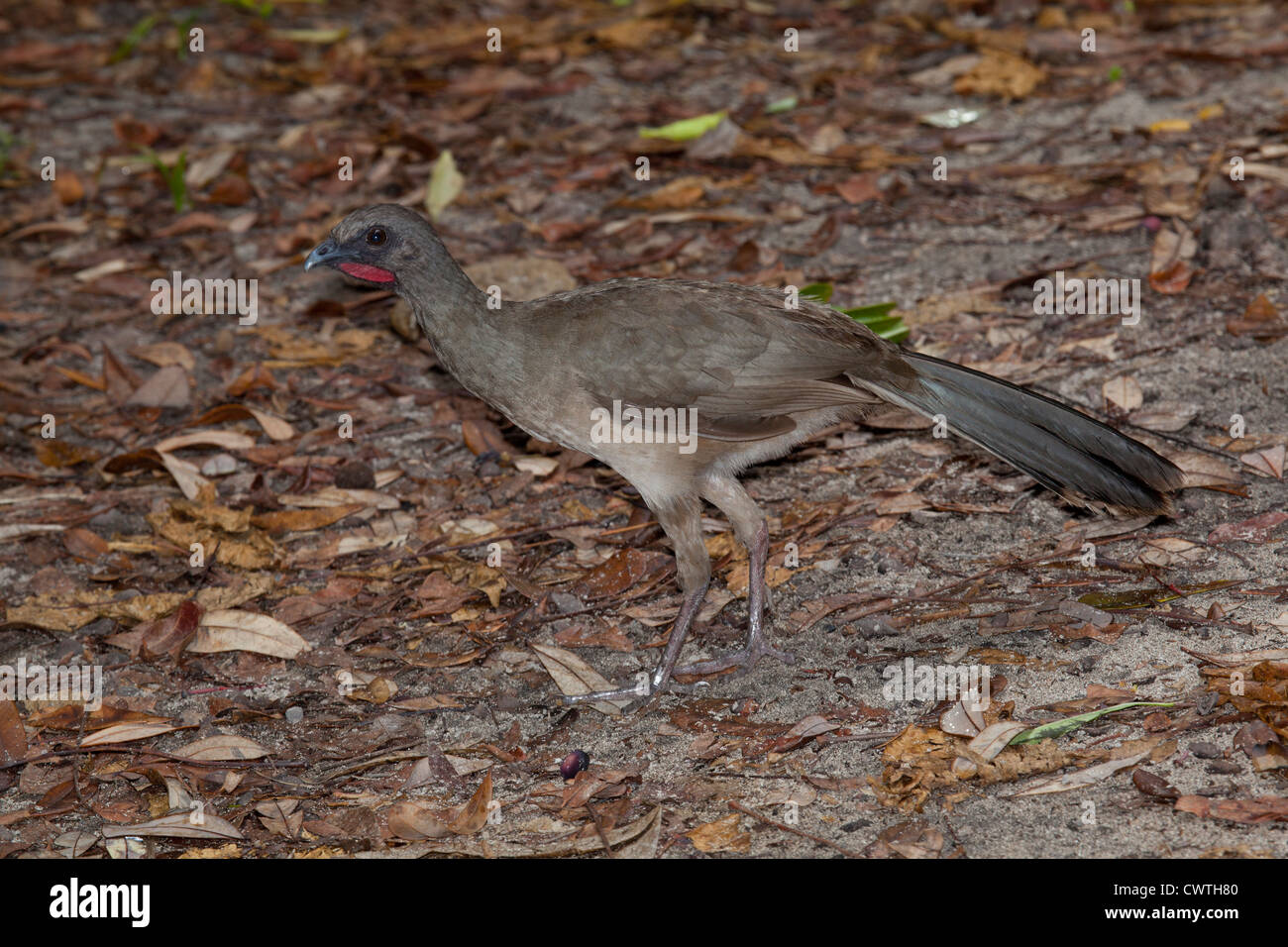 Plain chachalaca - Ortalis vetula at Ruinas del Rey, Cancun, Mexico Stock Photo