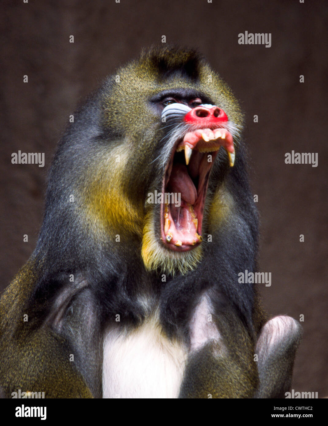 MANDRILL SHOWING HIS TEETH Stock Photo