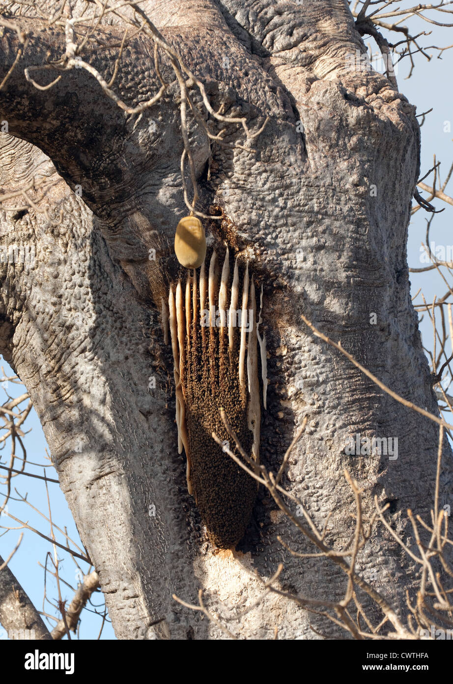 African Honeybee (Apis mellifera scutellata) nest on a baobab tree, Selous Tanzania Africa Stock Photo