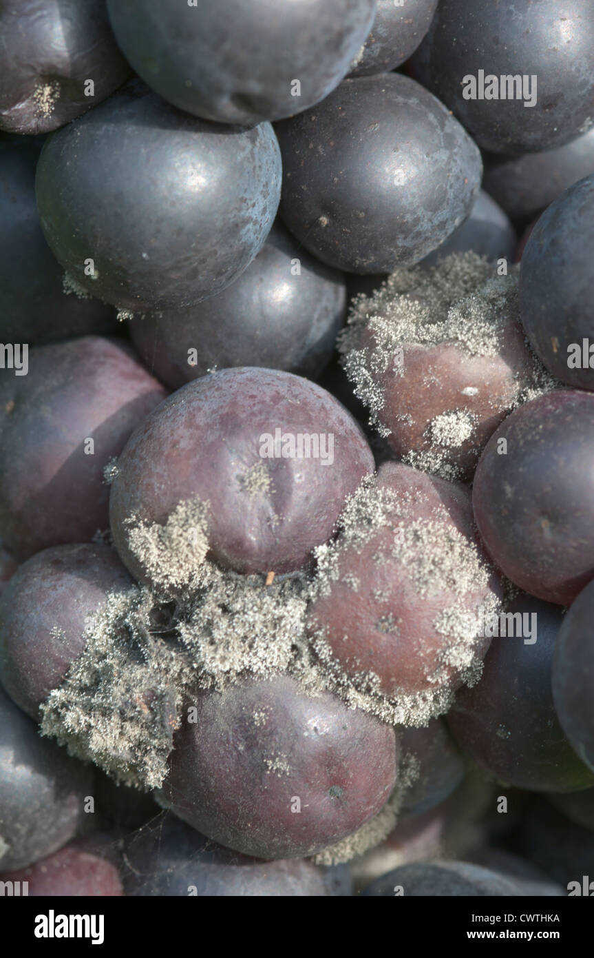 grapes botrytis (Botrytis cinerea) on grapes after wet autumn West Sussex, UK. October Stock Photo