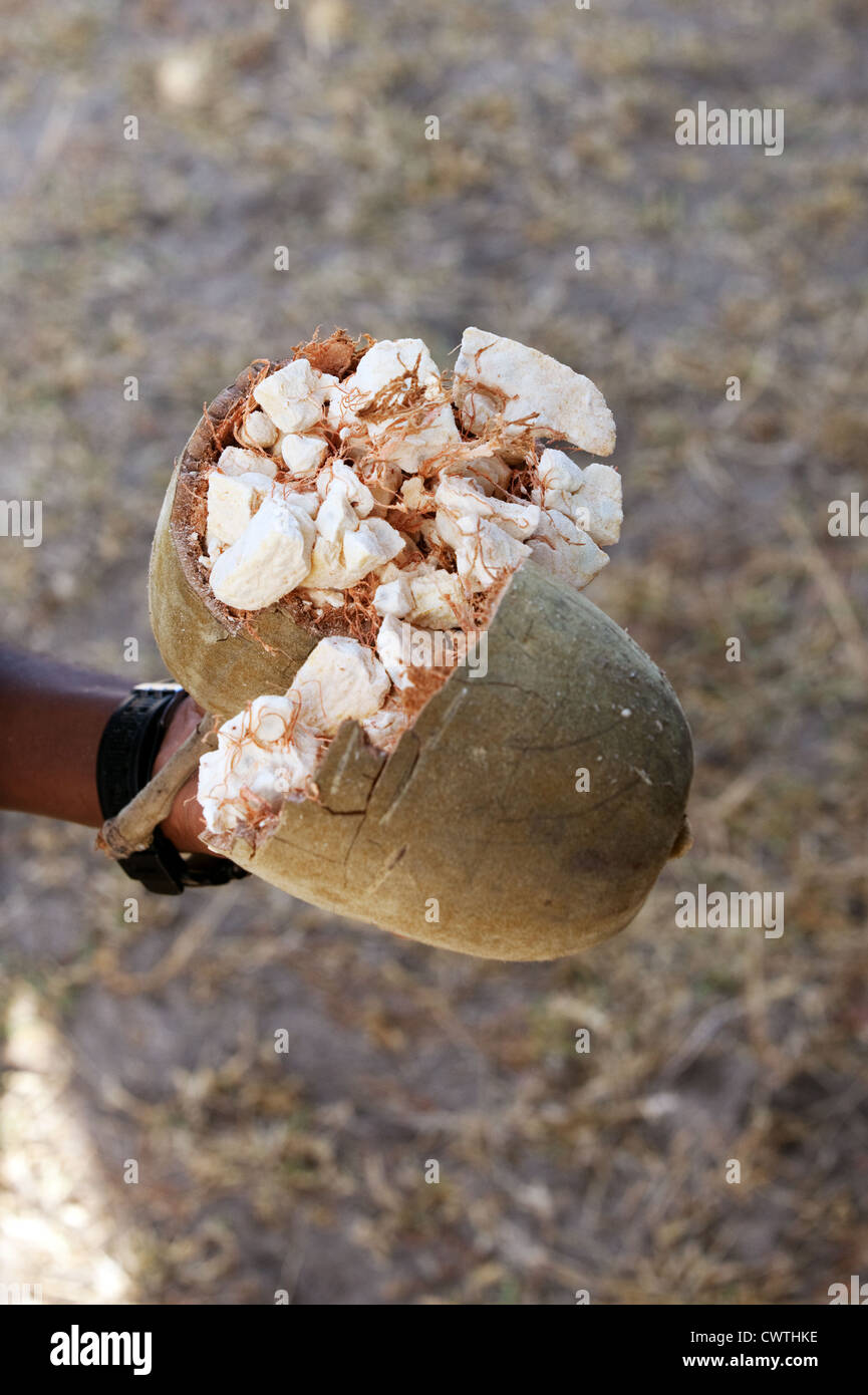 Baobab tree fruit hires stock photography and images Alamy