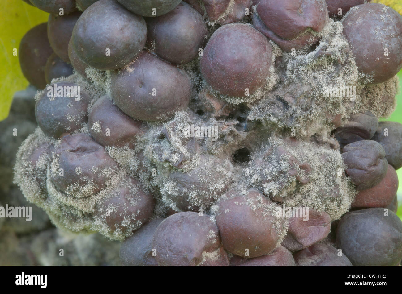 grapes botrytis (Botrytis cinerea) on grapes after wet autumn West Sussex, UK. October Stock Photo