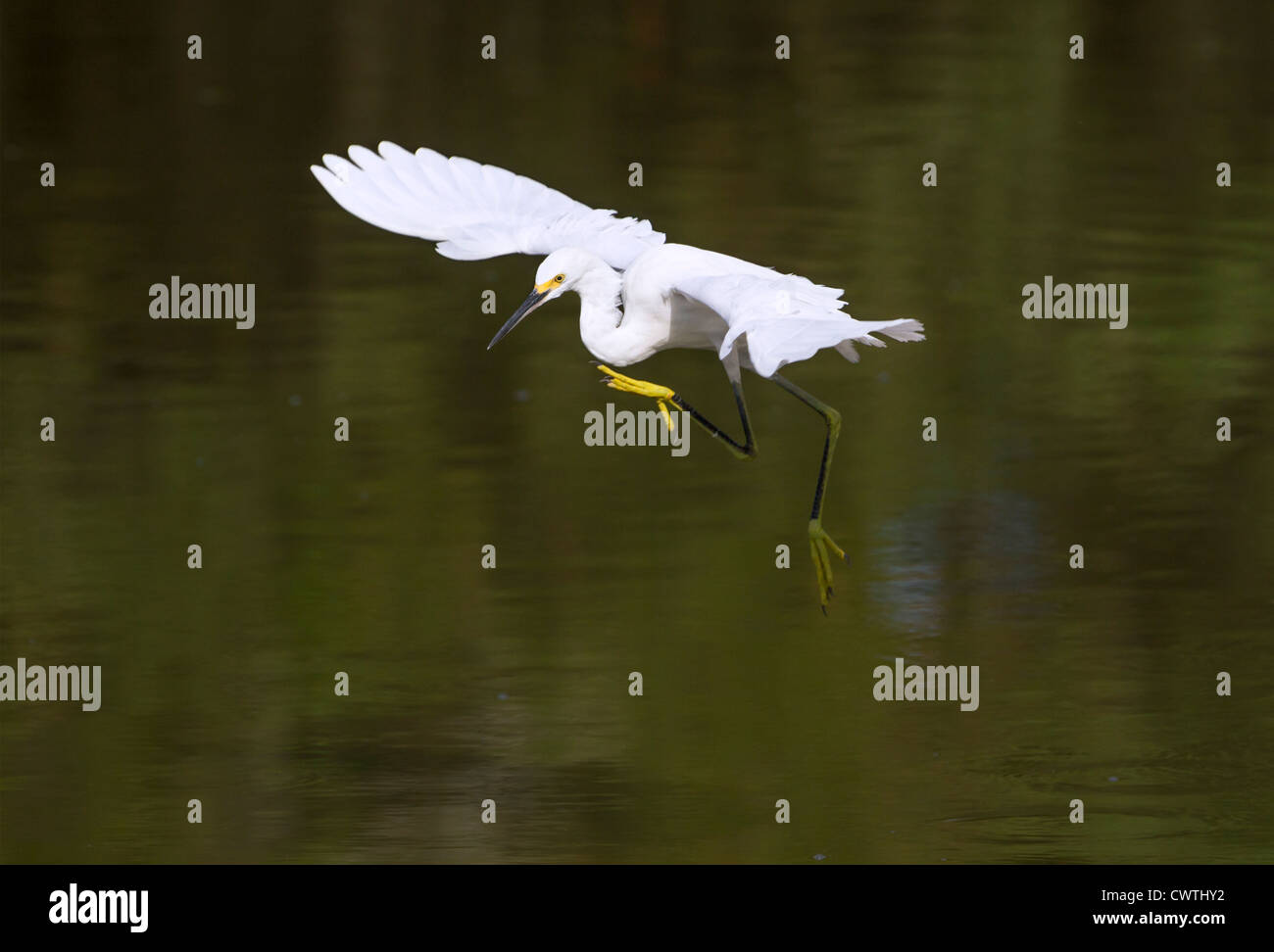 Snowy egret (Egretta thula) flying over a lake (South Carolina, USA). Stock Photo