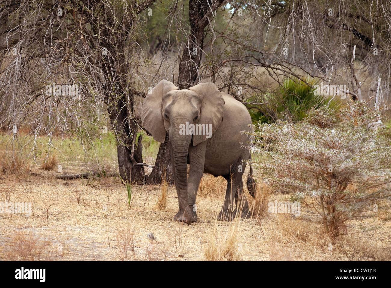 A lone female African Bush Elephant (Loxodonta Africana), the selous Game Reserve Tanzania Africa Stock Photo
