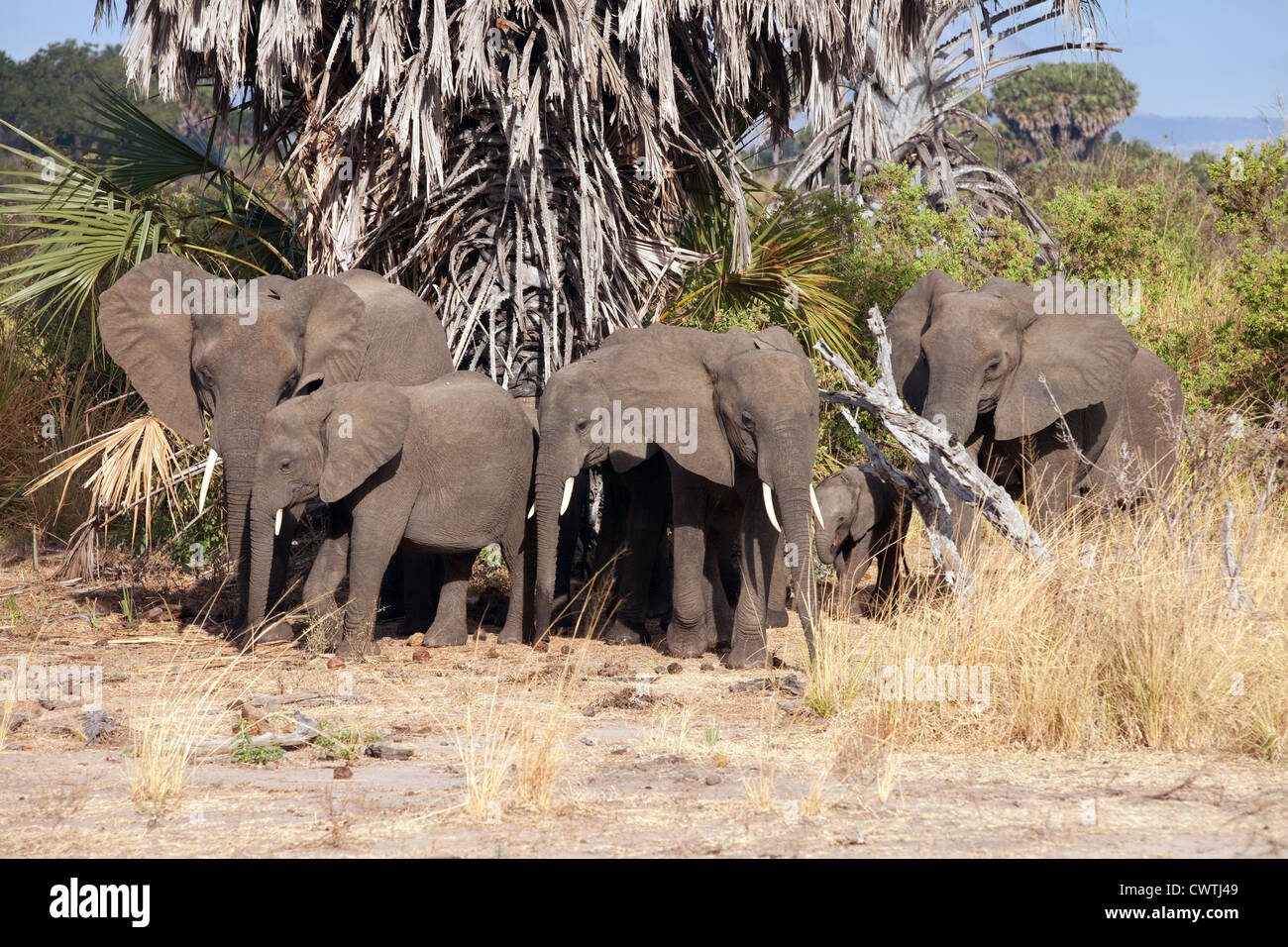 A herd of African elephants in the bush, the Selous Game reserve Tanzania Africa Stock Photo