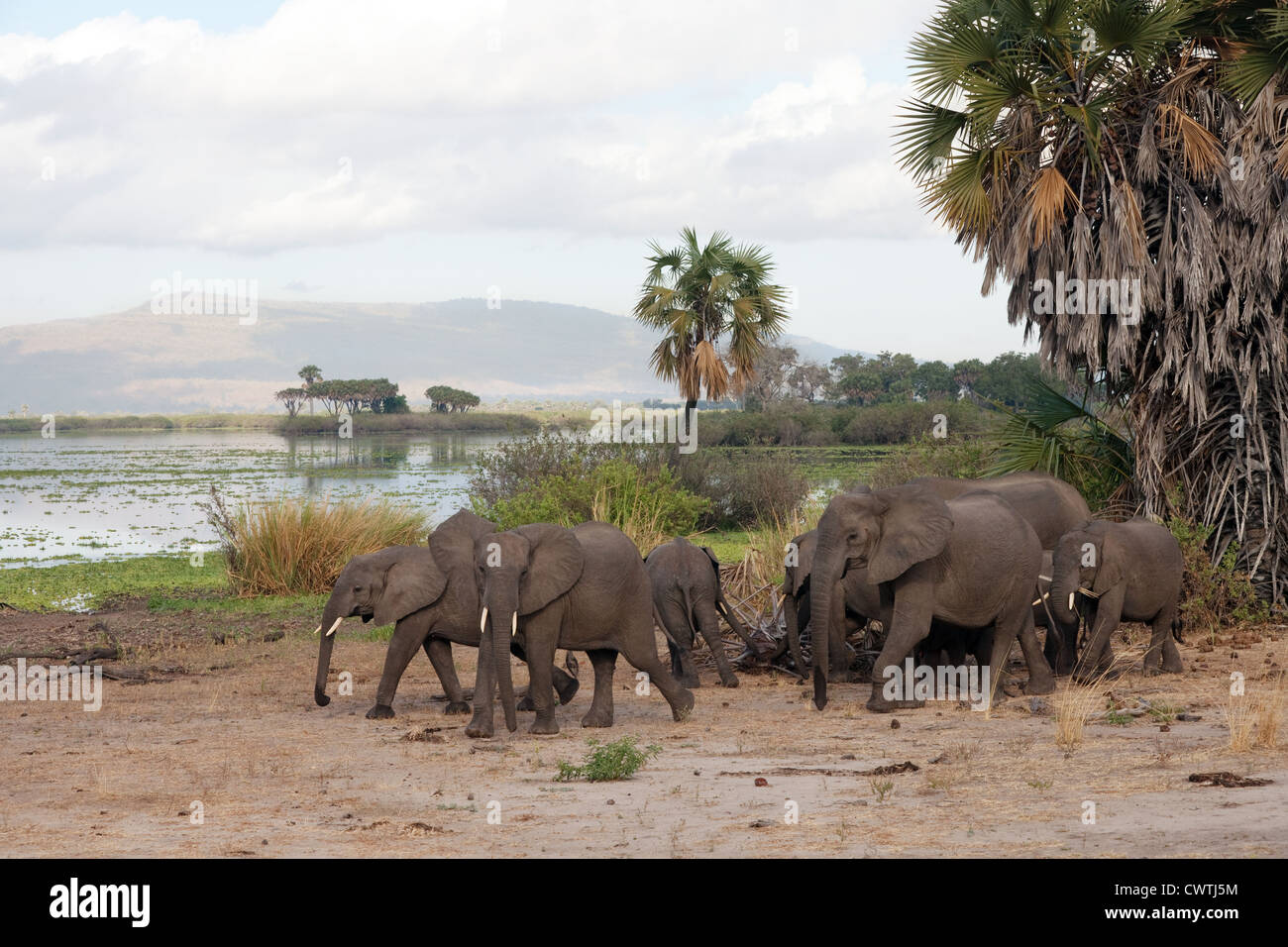 A herd of elephants emerges from the forest at dawn to drink, Lake Manze, the Selous game Reserve Tanzania Africa Stock Photo