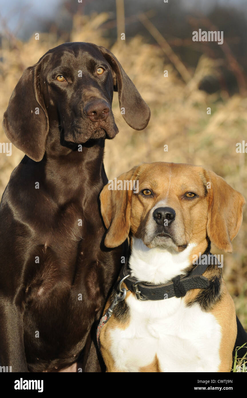 Beagle And German Shorthaired Pointer Stock Photo 50328369 Alamy