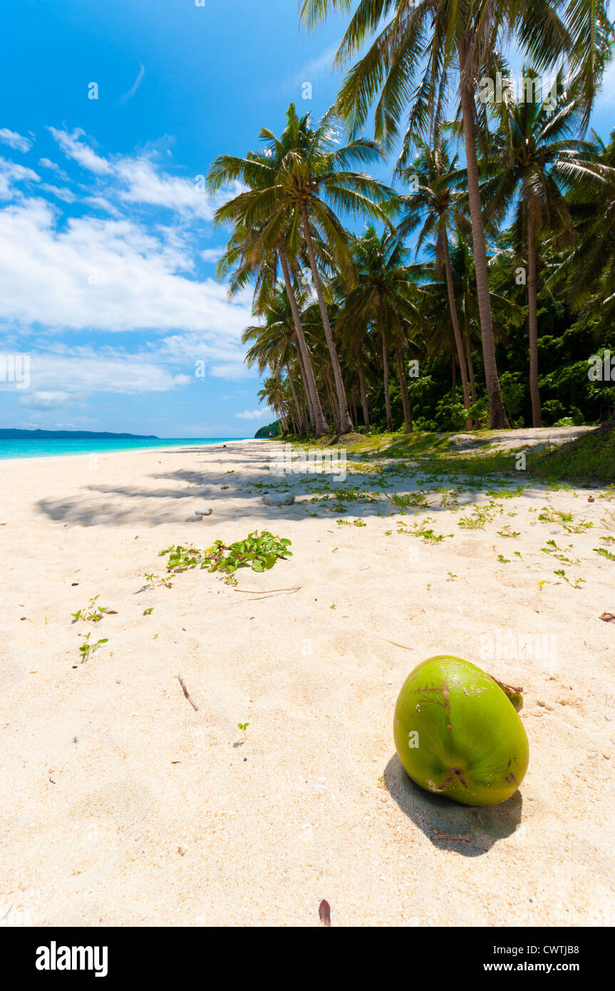 fallen coconut on a tropical beach Stock Photo Alamy