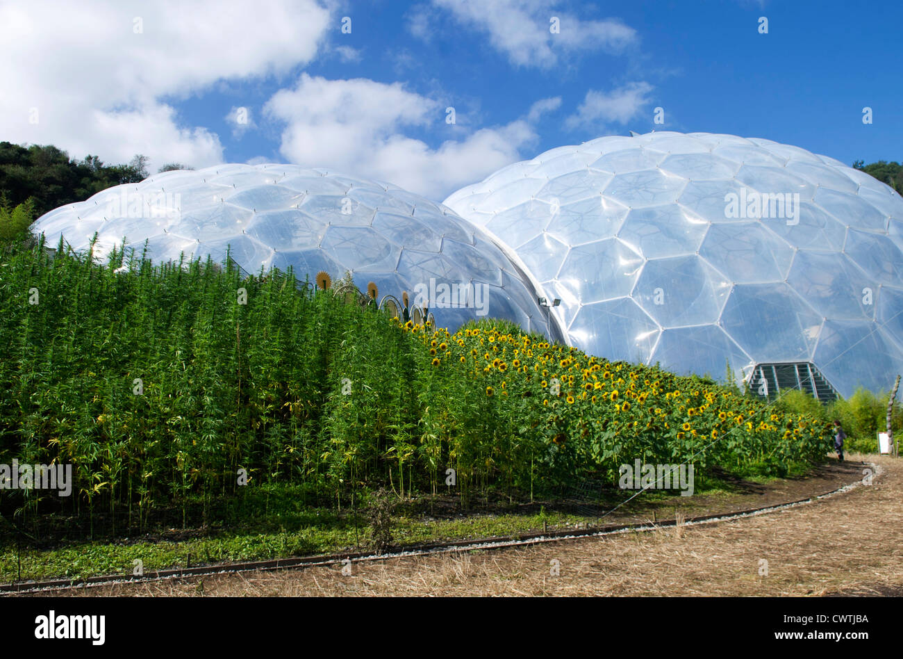 The Eden Project Stock Photo - Alamy
