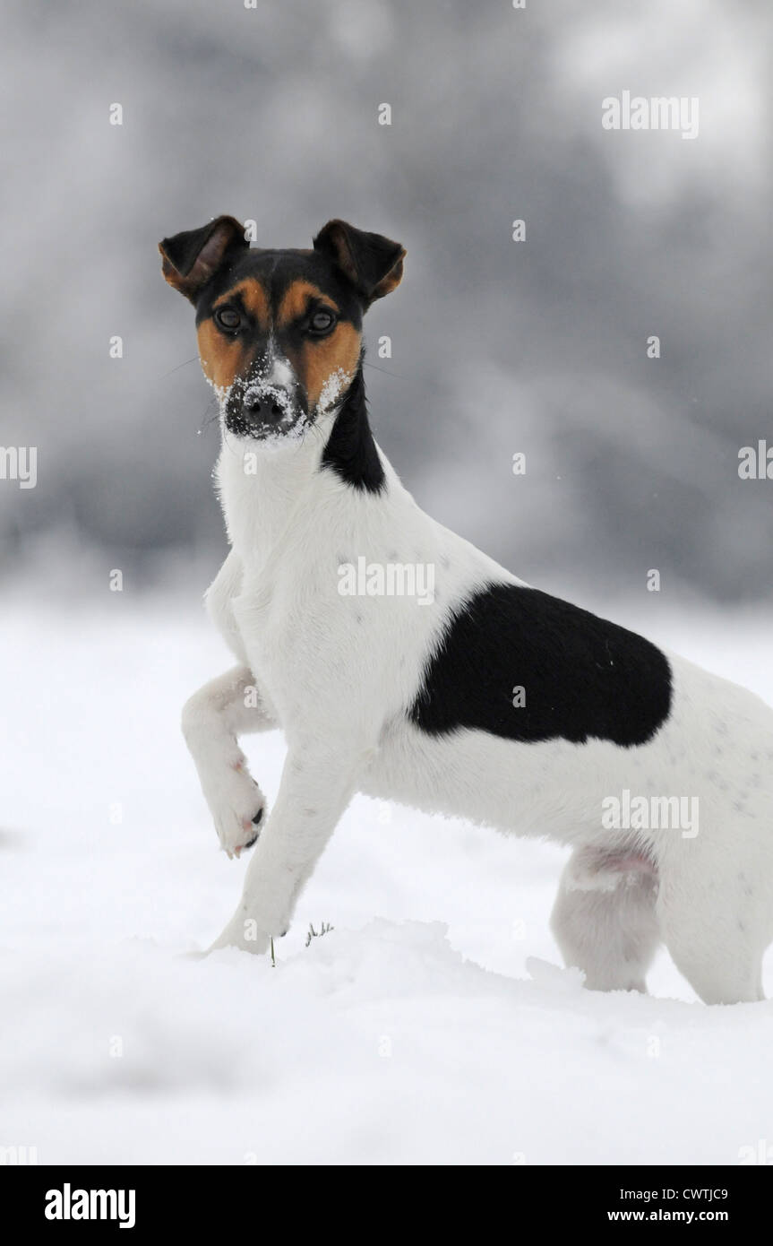 Jack Russell Terrier Stock Photo Alamy