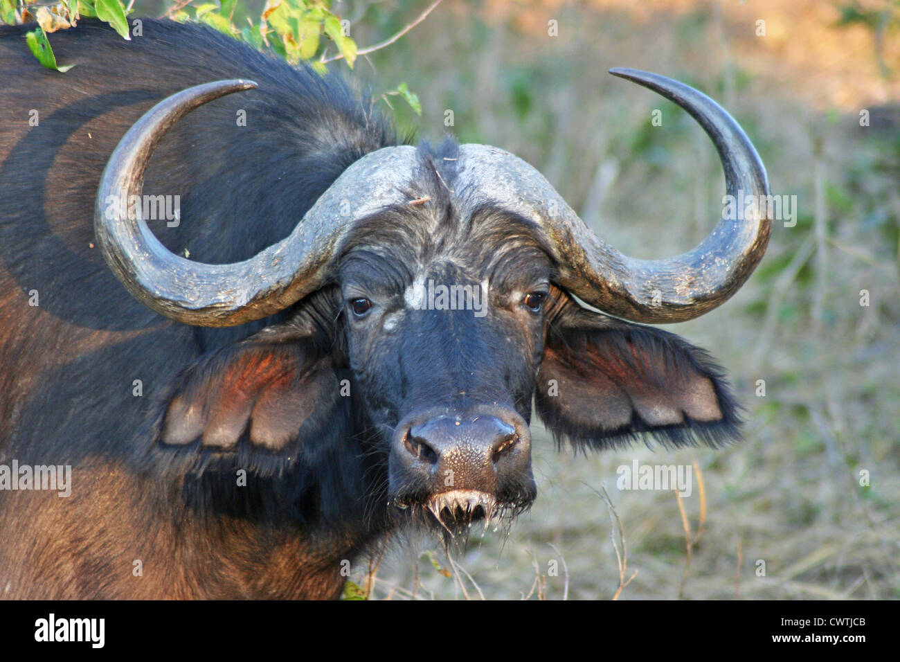 buffalo Stock Photo