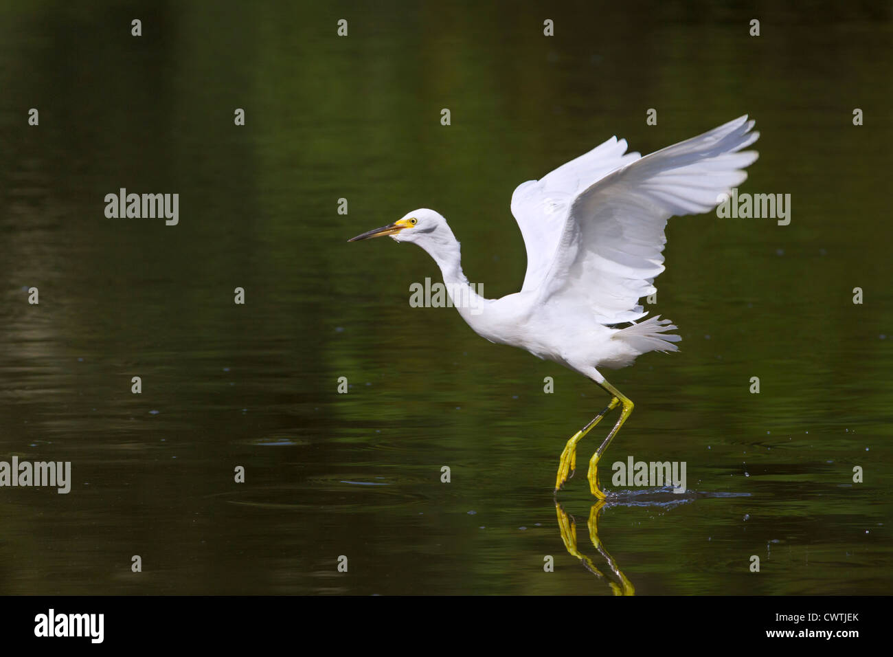 Snowy egret (Egretta thula) dancing on the water (South Carolina, USA). Stock Photo