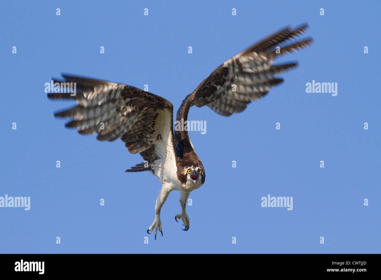 Osprey (Pandion haliaetus) attacking, Florida, USA. Stock Photo