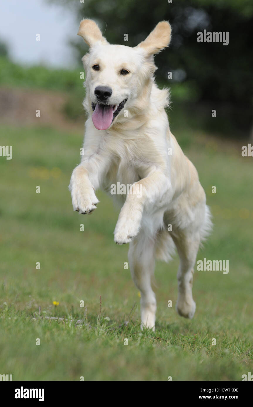 running Golden Retriever Stock Photo - Alamy