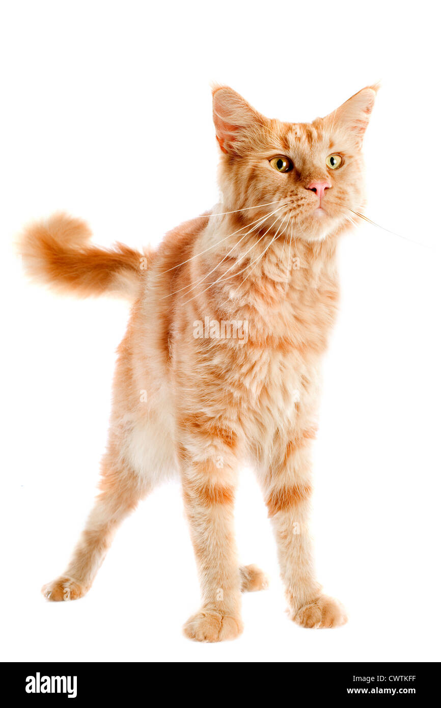 portrait of a purebred maine coon cat on a white background Stock Photo ...