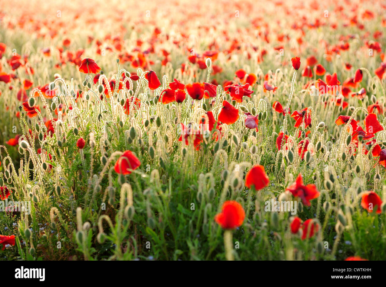 Poppies and veterans hi-res stock photography and images - Alamy