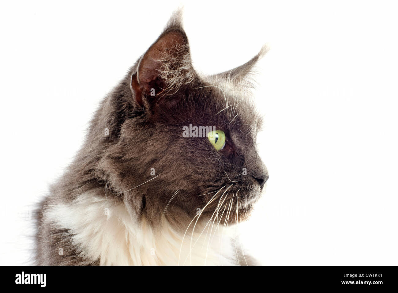 portrait of a purebred maine coon cat on a white background Stock Photo ...