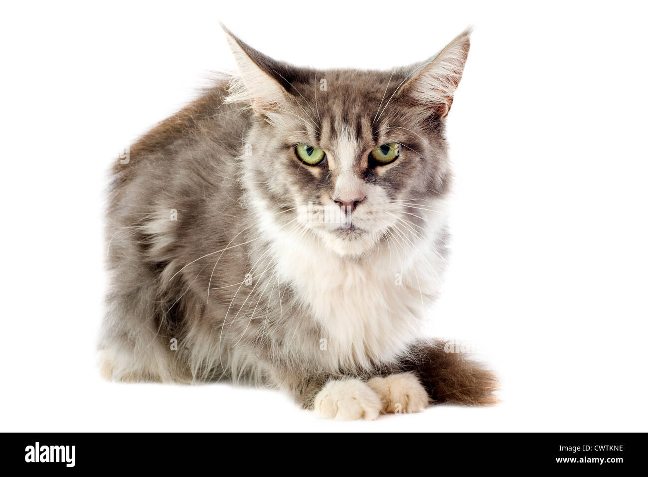 portrait of a purebred maine coon cat on a white background Stock Photo ...