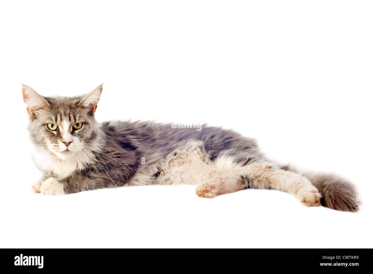 portrait of a purebred maine coon cat on a white background Stock Photo ...